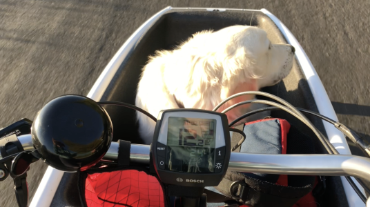 urban arrow cargo bike with dog.png